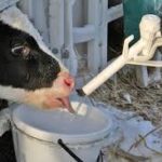 Cum se dilua laptele praf pentru viței