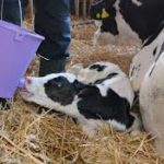 Cum se dilua laptele praf pentru viței