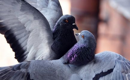 Ca păsări de reproducere (50 poze) porumbei de împerechere