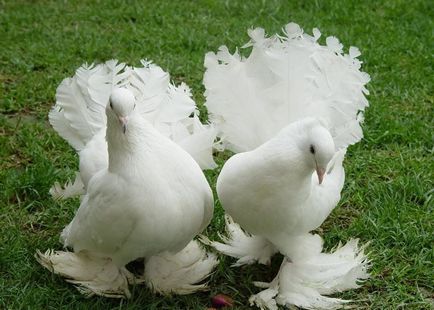Ca păsări de reproducere (50 poze) porumbei de împerechere