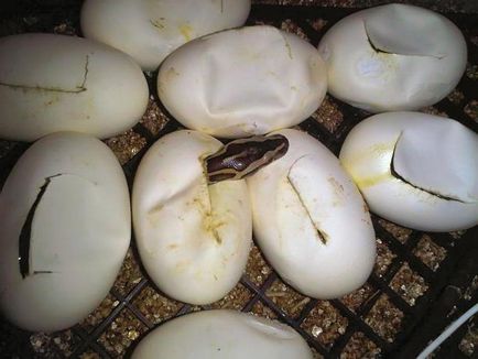 Cum de a da naștere la sarpe puii lor dacă toate speciile depun ouă
