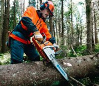 Cum să taie un copac înalt chiar pe parcela de teren