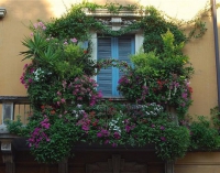 Cum de a decora un balcon cu flori, 16 poze cu aranjamente florale, recomandări pentru cultivarea de iarnă