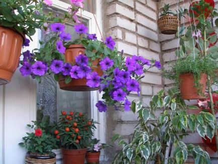 Cum de a decora un balcon cu flori, 16 poze cu aranjamente florale, recomandări pentru cultivarea de iarnă