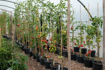 Cum de a accelera de maturare tomate în tomate cu efect de seră cresc un pic, de ce nu se coc și se coc prost că