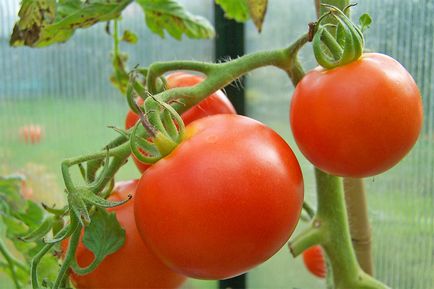 Cum de a accelera de maturare tomate în tomate cu efect de seră cresc un pic, de ce nu se coc și se coc prost că