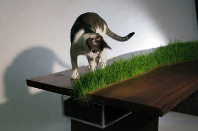 Ce fel de iarbă mănâncă pisici