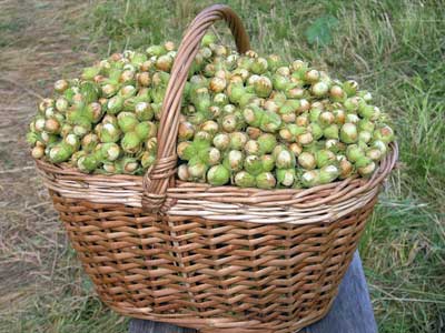 Cum să crească alune de pădure, toate lui! (2% bulion var-sulf) Cum să crească alune de pădure, toate lui!