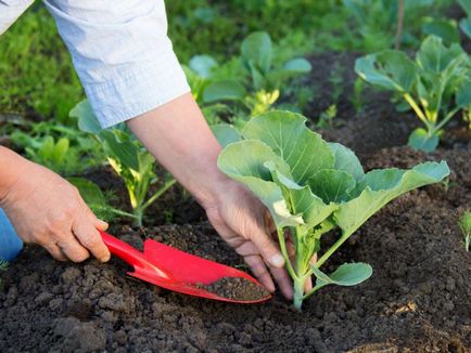 Cum să crească răsaduri de varză în casă - regulile de cultivare și îngrijire