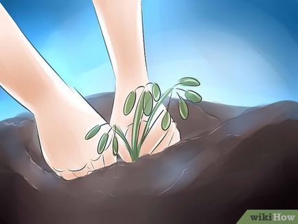 Cum să crească Rhododendron