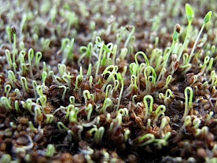 Cum să crească țelină rădăcină, și pedicellate