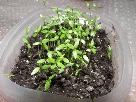 Cum să crească țelină rădăcină, și pedicellate