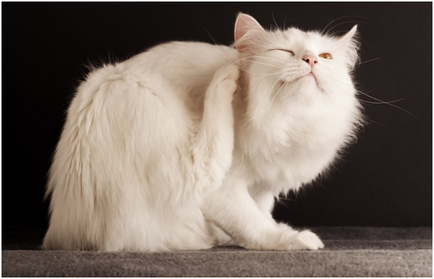 Cum de a aduce purici la pisici în mijloacele de origine și metodele