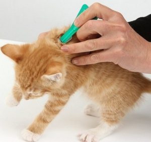 Cum de a aduce în purici pisica decât să livreze (să se spele, unge, iarbă, mâner) animale și complet