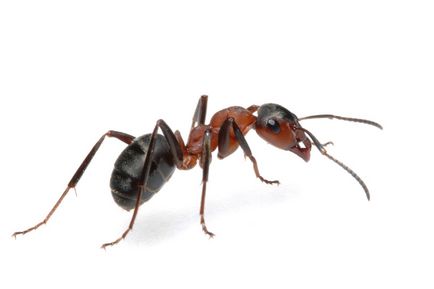 Cum de a afișa furnicile din casă, sere, gradina