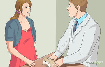 Cum să aibă grijă de pisica