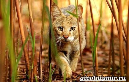 pisica junglă