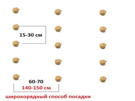 caracteristici de cartofi prin picurare, reguli, termene, organizarea regimului de irigare