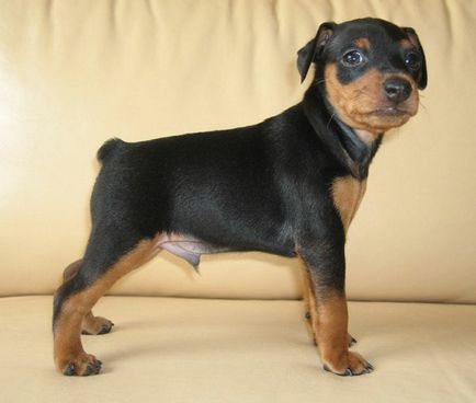 Miniature Pinscher fotografie, pret, descriere rasa, caracter, video - watchdog meu