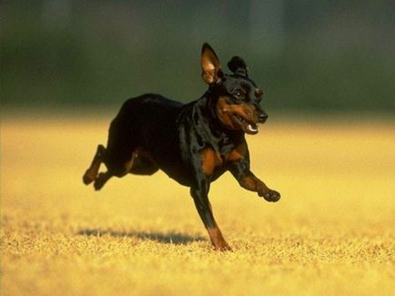 Miniature Pinscher fotografie, pret, descriere rasa, caracter, video - watchdog meu