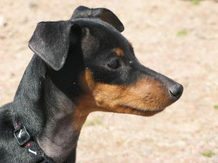 Miniature Pinscher fotografie, pret, descriere rasa, caracter, video - watchdog meu