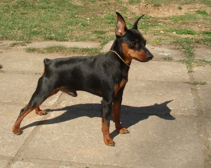 Miniature Pinscher fotografie, pret, descriere rasa, caracter, video - watchdog meu