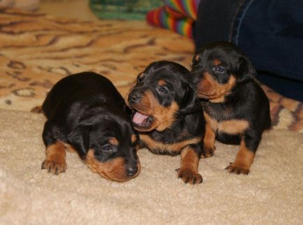 Miniature Pinscher fotografie, pret, descriere rasa, caracter, video - watchdog meu