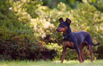 Miniature Pinscher fotografie, pret, descriere rasa, caracter, video - watchdog meu