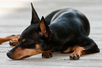 Miniature Pinscher fotografie, pret, descriere rasa, caracter, video - watchdog meu