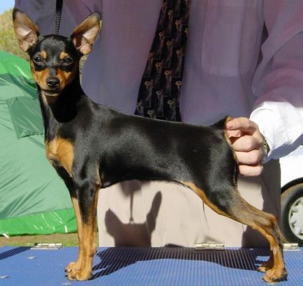 Miniature Pinscher fotografie, pret, descriere rasa, caracter, video - watchdog meu