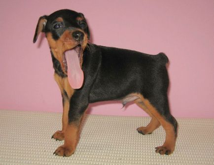 Miniature Pinscher fotografie, pret, descriere rasa, caracter, video - watchdog meu