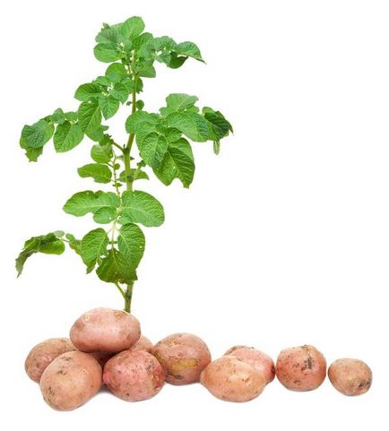 Cartofii sunt secretele unei recolte bune