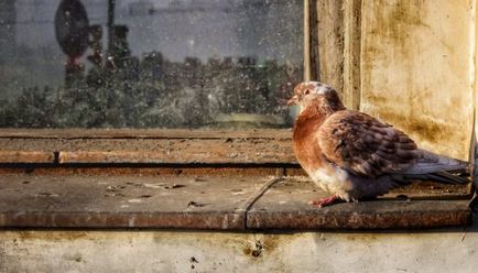 Ce porumbel sa așezat pe pervazul ferestrei în afara semnelor de valoare fereastră