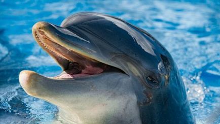 De ce vis de un bazin de înot, înot sau se arunca cu capul în ea, complet cu apă curată sau gol, cu delfinii,