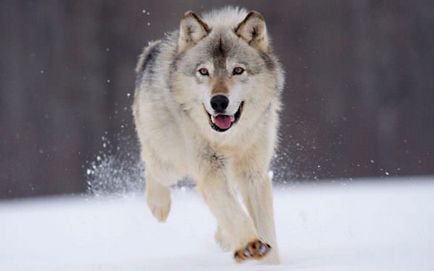 De ce vis de lupi pentru a vedea un om, ceea ce înseamnă fată, interpretare, mușcături, pădure, gri, câine,