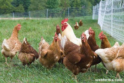 Conținutul celular al găini ouătoare pro și contra