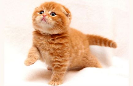 Poreclele pentru pisicile Scottish Fold și numele câini