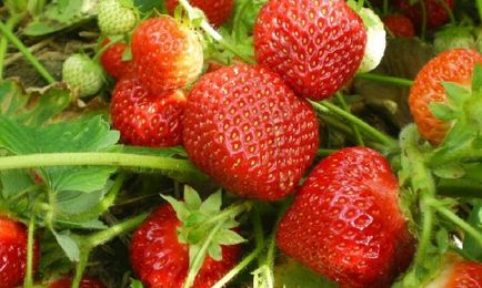 plantare căpșuni și îngrijire