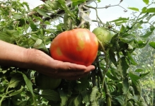 Când ardeii plante și tomate în seră poate fi dizolvat într-o, tomate și vinete de plante cu efect de seră