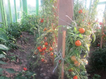 Când ardeii plante și tomate în seră un tomate poate fi într-o plantă, în vinete seră, aterizare