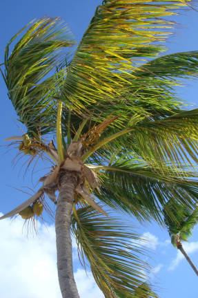 nucă de cocos copac - copac din Asia de viață