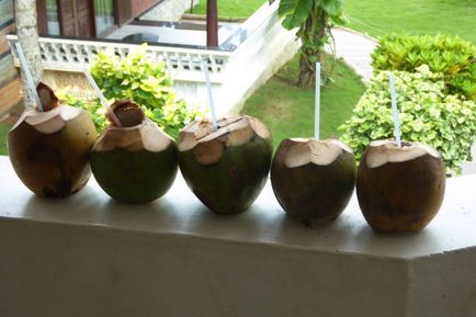 nucă de cocos copac - copac din Asia de viață