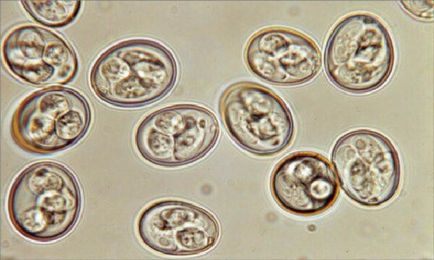Coccidiozei la puii de găină și alte păsări - simptome, tratament si prevenire