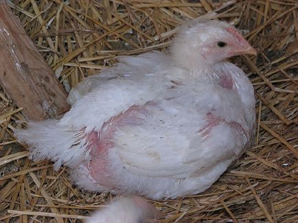 Coccidiozei la puii de găină și alte păsări - simptome, tratament si prevenire