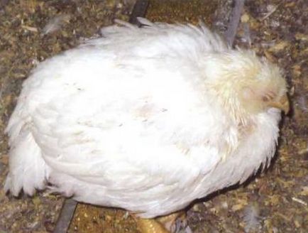 Coccidioza la puii de găină caracteristici, simptome și cauze, și tratamentul foto