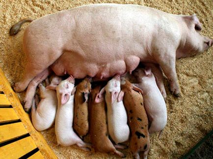 Hrănirea (porci pentru îngrășare), cele mai eficiente - cum să se hrănească