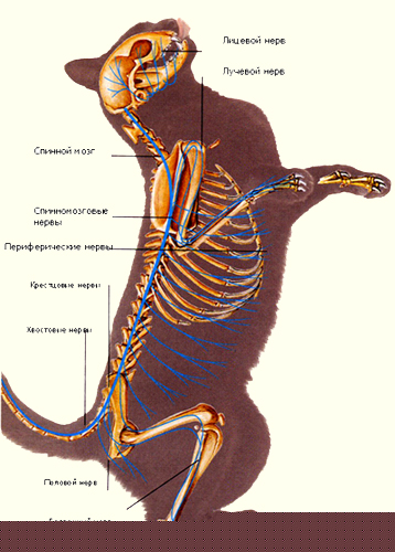 Sistemul nervos Cat, note Dr. Hippo