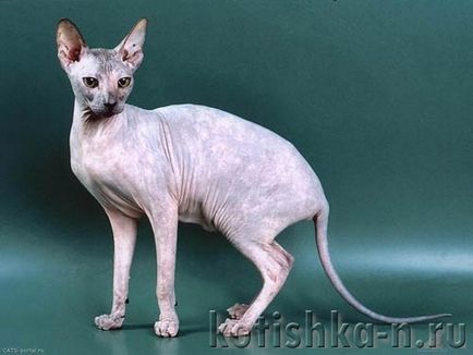 Peterbald pisica rasa - Sfinxul Petersburg, 30 fotografii și descrieri