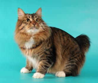 Pisici Kurile Bobtail de caractere, caracteristici de rasa, exterior, fotografii