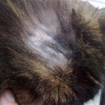 Pisica mănâncă părul de pe cap si de ce exista pierderea parului si pisici si pisoi, kotizm